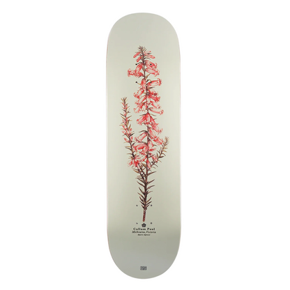 Passport Callum Paul Pink Heath Deck - 8.5